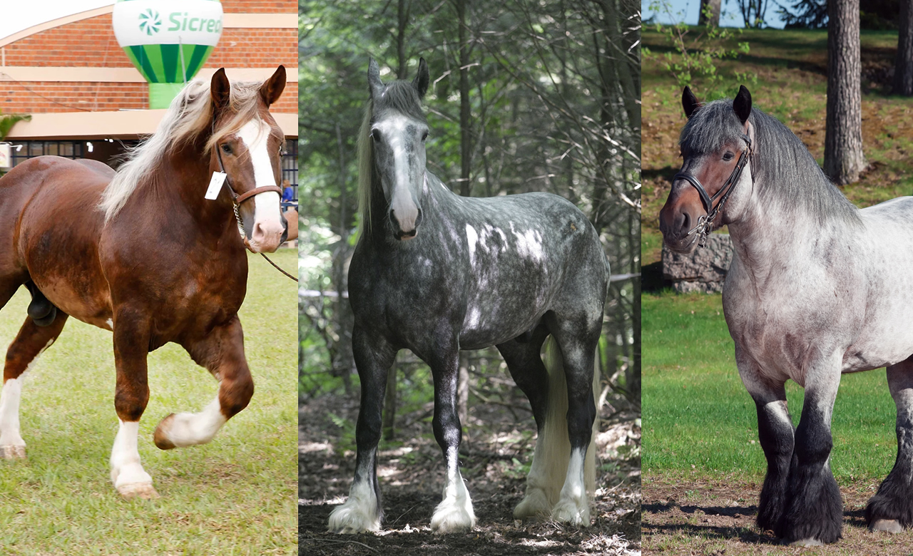 Cavalo esportivo pulando de estilo